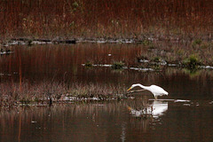 Grande Aigrette