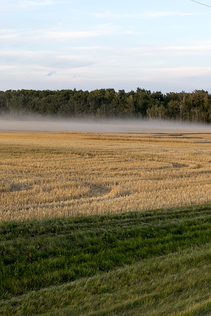 Alberta Field at Harvest Time