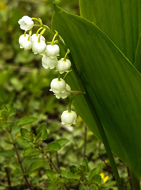 20220510 0845CPw [D~LIP] Maiglöckchen (Convallaria majalis), Bad Salzuflen