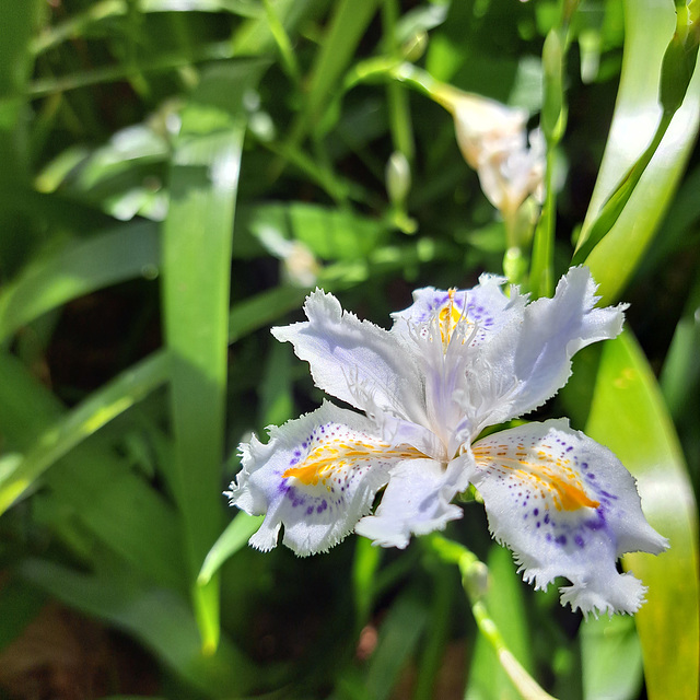 Gefranste Schwertlilie (Iris japonica)