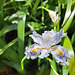 Gefranste Schwertlilie (Iris japonica)