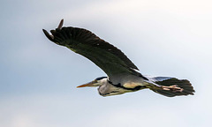 Heron