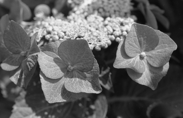 Hydrangea