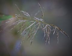 Die Zartheit der Gräser :))  The tenderness of the grasses :))  La tendresse des herbes :))