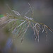 Die Zartheit der Gräser :))  The tenderness of the grasses :))  La tendresse des herbes :))