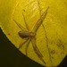EF7A3516 Crab Spider