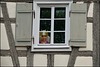 Weltfotografietag: Königstochter