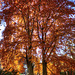 Autumn Tree 3