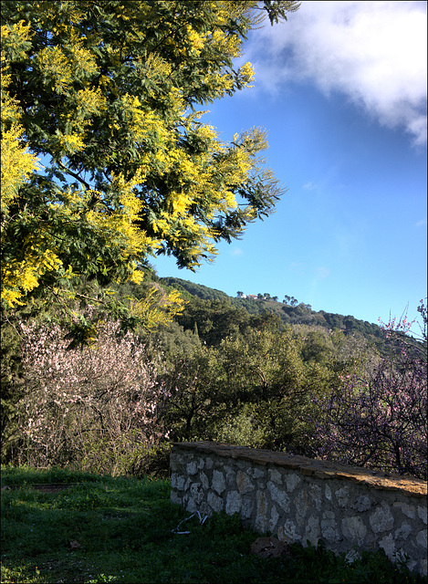 Mimosa and Almond blossom