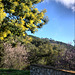 Mimosa and Almond blossom