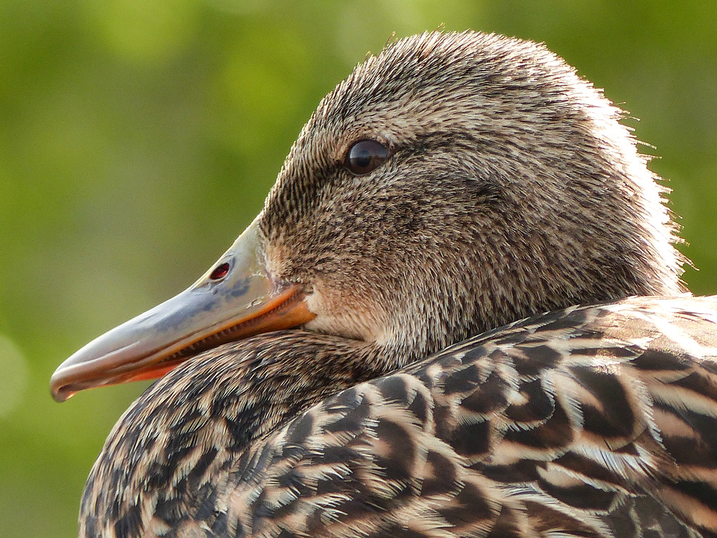 Mallard female