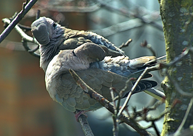 Collared Doves