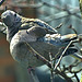Collared Doves