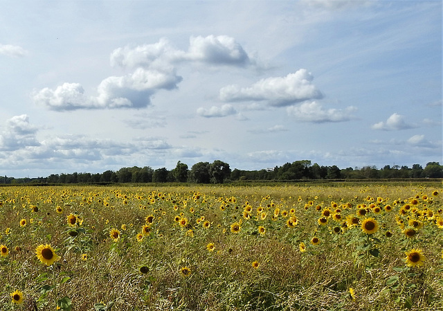 Sonnenblumen-Raps-Mischung