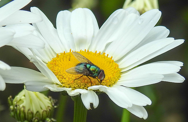 20210604 0392CPw [D~LIP] Goldfliege (Lucilia caesar) [Grüne Schmeißfliege], Wiesen-Margerite (Leucanthemum vulgare agg), Bad Salzuflen