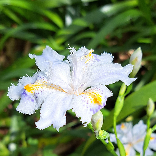 Gefranste Schwertlilie (Iris japonica)