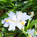 Gefranste Schwertlilie (Iris japonica)