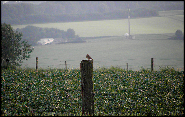 Whistler on the post