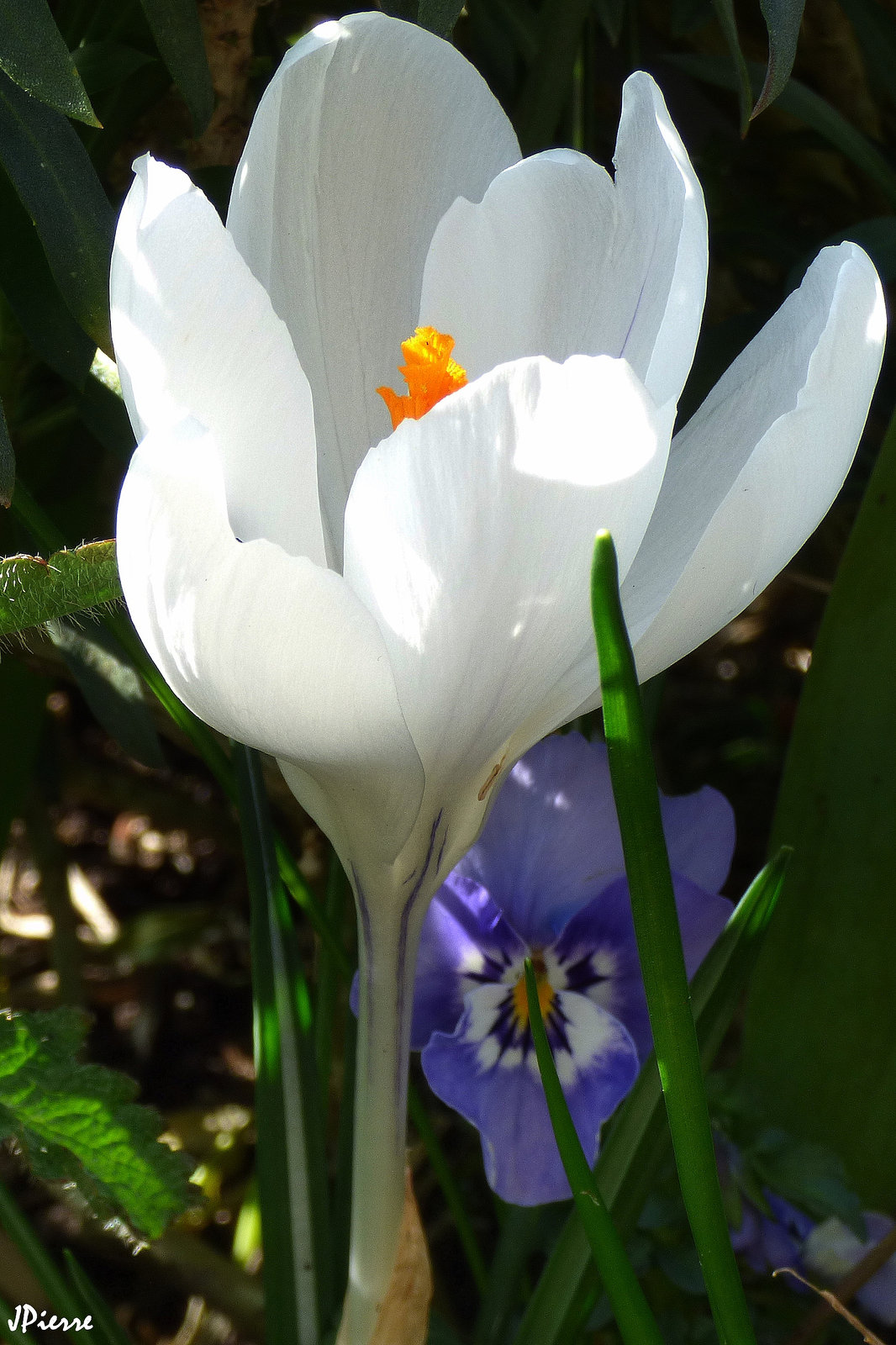 Crocus