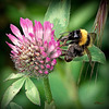 BOMBUS PASCUORUM