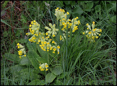 Primula veris