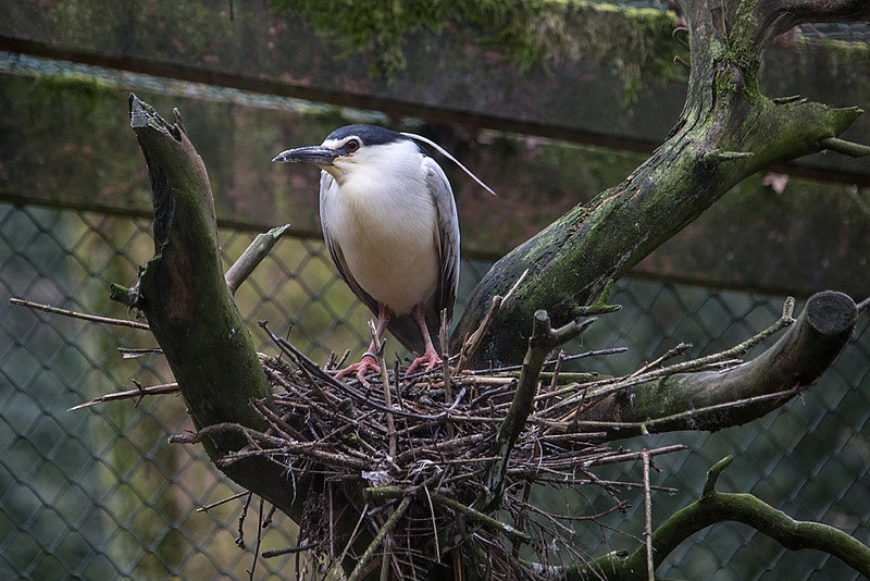 20160303 0195VRAw [D~BI] Nachtreiher (Nycticorax nycticorax), Tierpark Olderdissen, Bielefeld