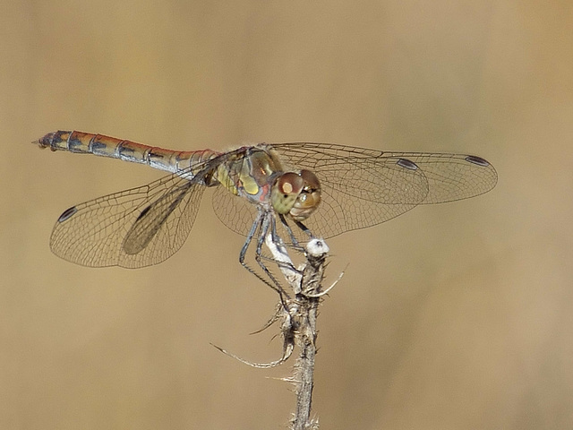 Common Darter f (Sympetrum striolatum) DSB 1854