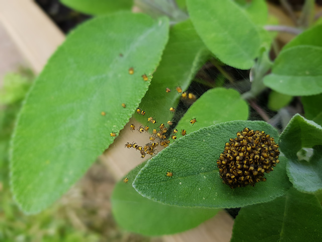 Young Spiders