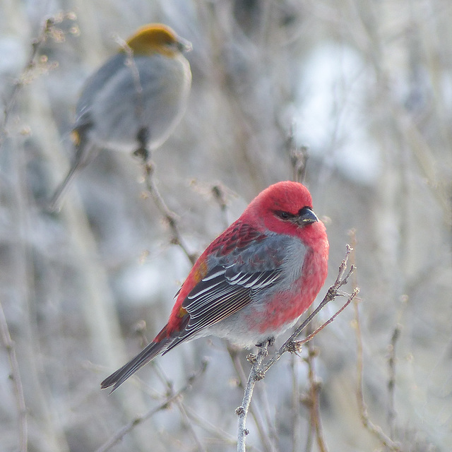 Pine Grosbeaks