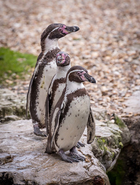 Penguins lining up for the pool