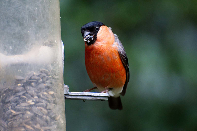 Bullfinch7