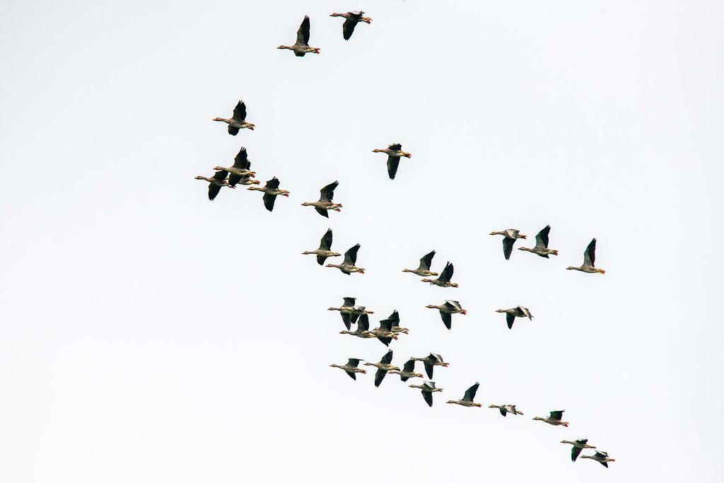 Canada geese