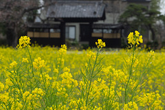 Canola flower field