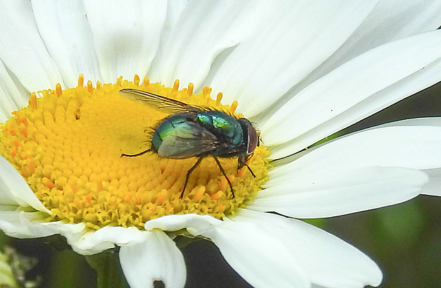 20210604 0393CPw [D~LIP] Goldfliege (Lucilia caesar) [Grüne Schmeißfliege], Wiesen-Margerite (Leucanthemum vulgare agg), Bad Salzuflen