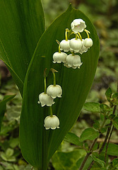 20220510 0848CPw [D~LIP] Maiglöckchen (Convallaria majalis), Bad Salzuflen