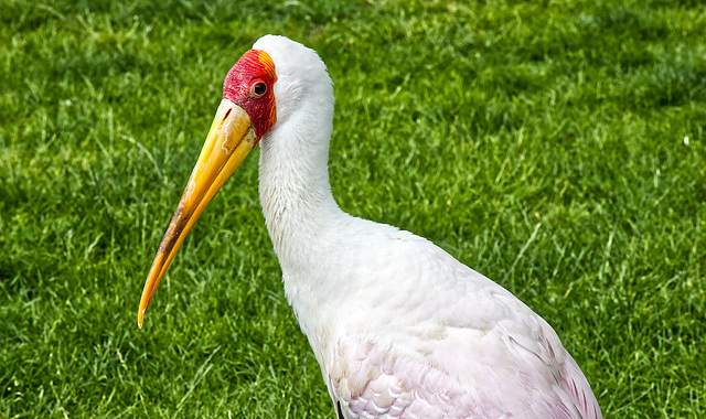 Tierpark Hagenbeck