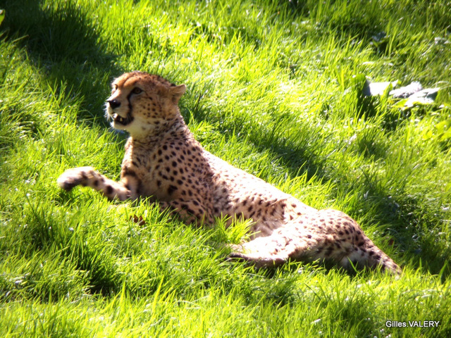 Zoo de Cerza  Parc animalier Normandie (le Guépard du nord)