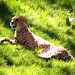 Zoo de Cerza  Parc animalier Normandie (le Guépard du nord)