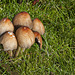 Avec la pluie, les champignons prolifèrent.