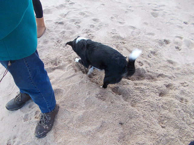 wbb[25]/BtC[25] - beach digger {3 of 5}