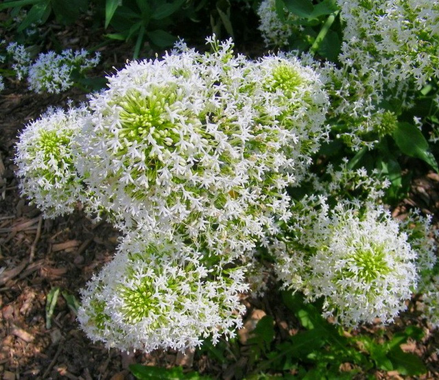 Touffe de trachélie (Trachelium caeruleum)