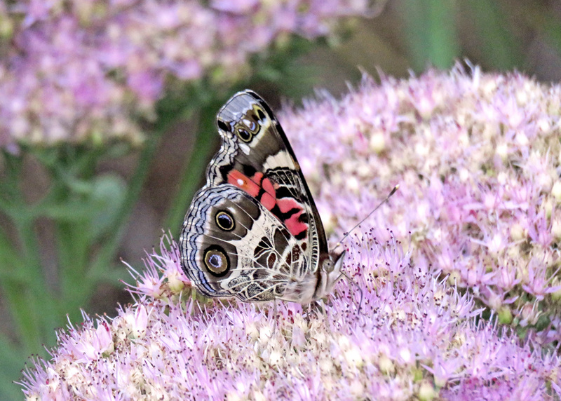 American Lady Butterfly