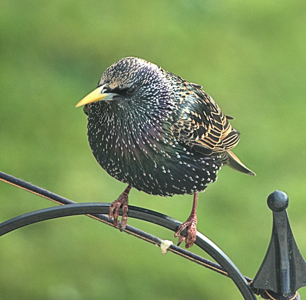 Starling