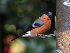 Bullfinch8