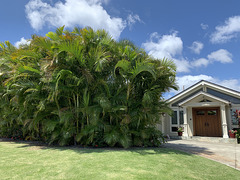 landscaping in Kahala