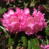 Rhododendron. Alpenrosen.
