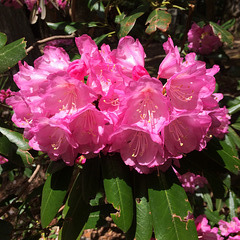 Rhododendron. Alpenrosen.