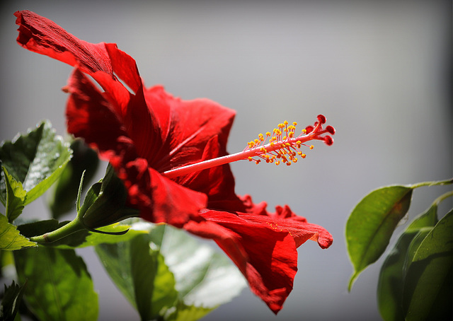 Hibiscus