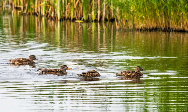 Ducks at the reedbed screen