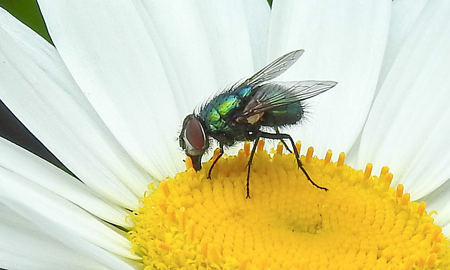 20210604 0396CPw [D~LIP] Goldfliege (Lucilia caesar) [Grüne Schmeißfliege], Wiesen-Margerite (Leucanthemum vulgare agg), Bad Salzuflen